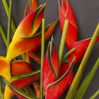 HELICONIA MIX