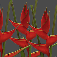 HEL IRIS RED