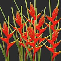 HEL WAGNERIANA RED
