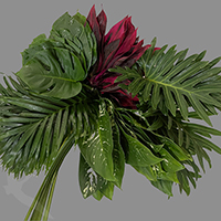 MIX FOLIAGE AMAZON