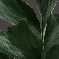 PALM FISH TAIL