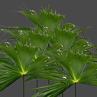 PALM UMBRELLA