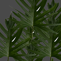 PHINNATIFIDUM