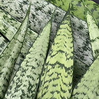 SANSEVERIA GOLDEN