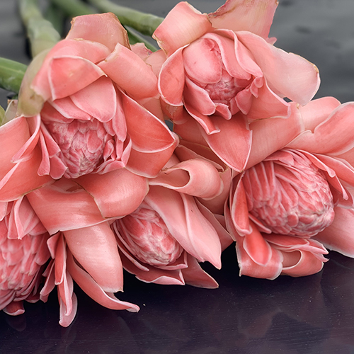 TORCH GINGER PINK