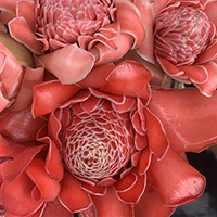 TORCH GINGER RED